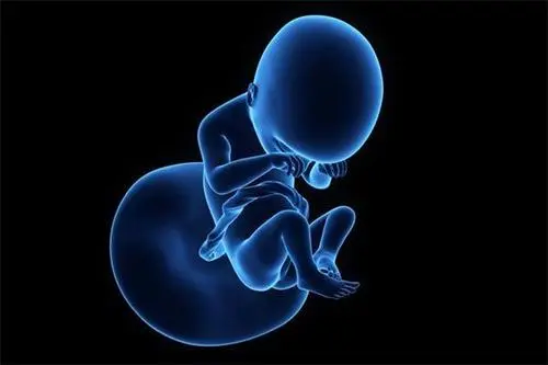 试管婴儿放2个胚胎的成活率高吗？咋样？