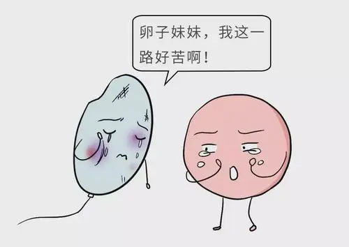 试管婴儿有哪些现实意义